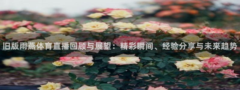 看球吧体育直播平台：旧版雨燕体育直播回顾与展望：精彩瞬间、经验分享与未来趋势